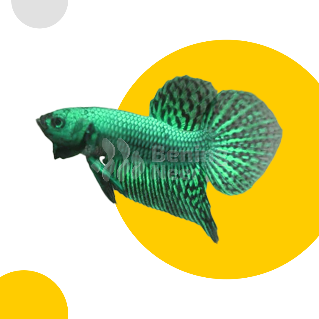 Alien Green