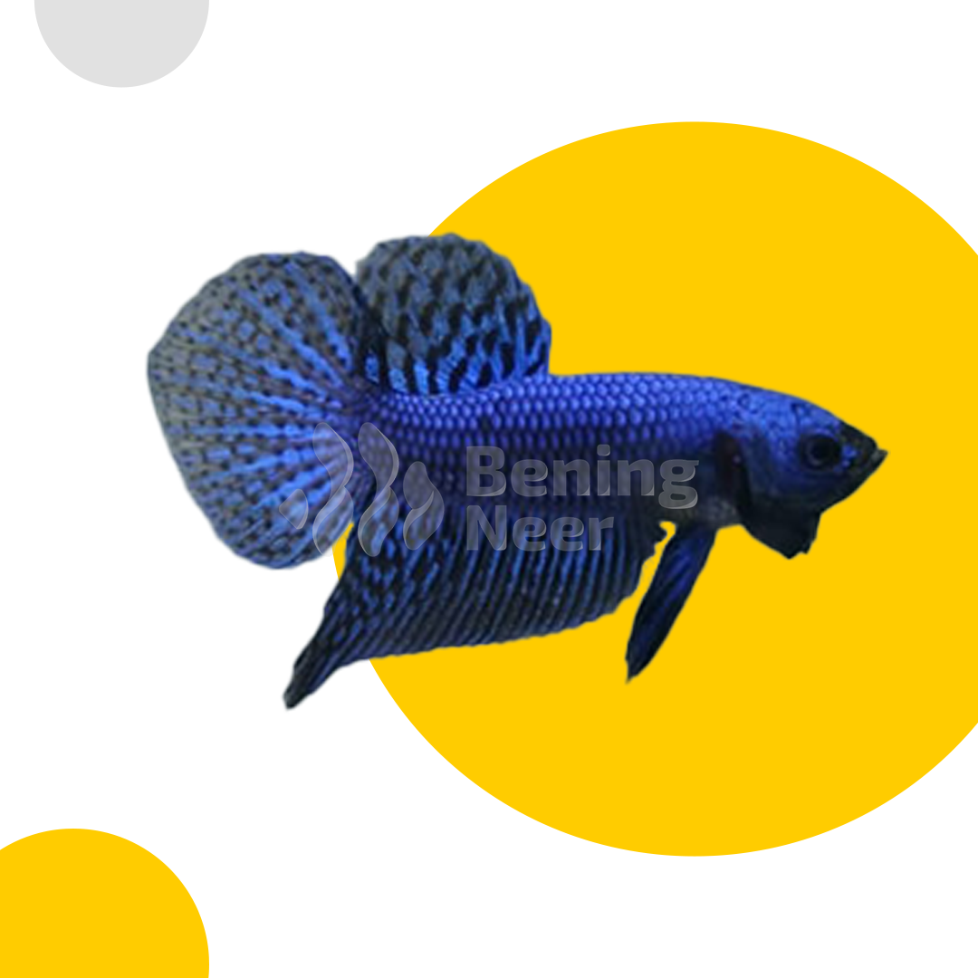 Alien Blue